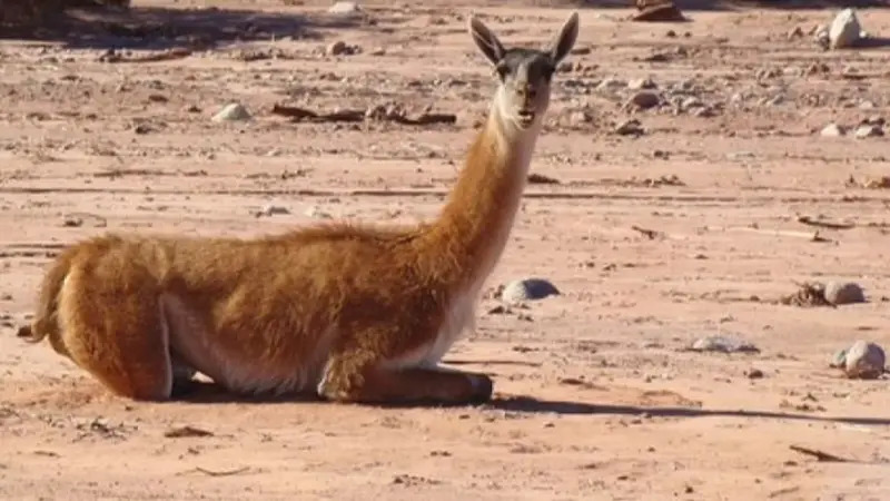La Rioja impulsa un innovador Centro para el Rescate y Recuperación de fauna salvaje Fauna