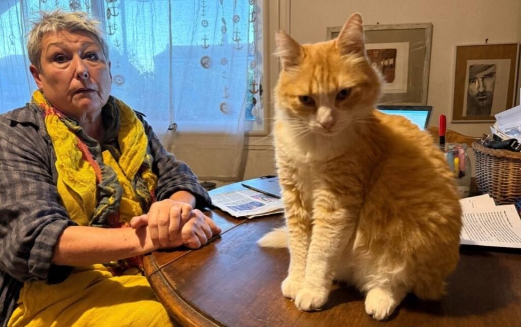 Rémi, el gato naranja que no puede salir de su casa en Francia por orden judicial gato francia
