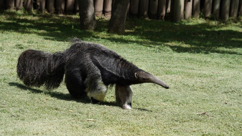 Oso hormiguero huérfano que no puede sobrevivir solo fue adoptado por Temaikèn oso hormiguero