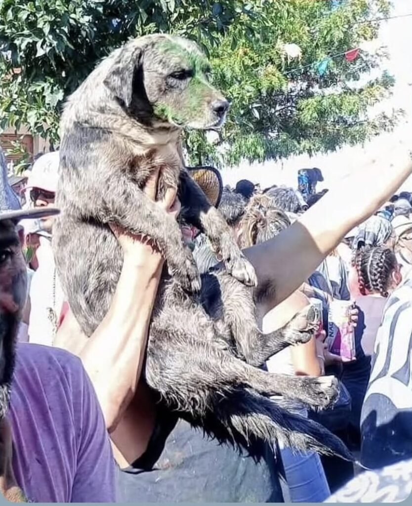 Dos sujetos fueron denunciados penalmente por maltratar un perro en los topamientos de Chilecito WhatsApp Image 2026 02 10 at 9.27.42 AM