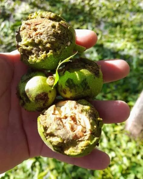 Famatina: el violento temporal de granizo destruyó la producción anual de nuez productores