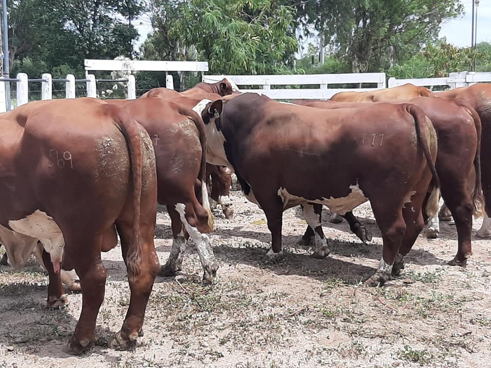 Investigan un robo en la zona de la Sociedad Rural de Chamical 79931316 1056109684733840 7244512193624932352 n