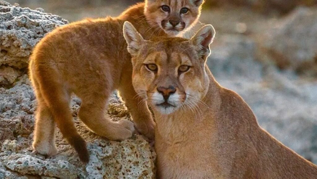 669786397 18313072609273444 4624955332587659405 n