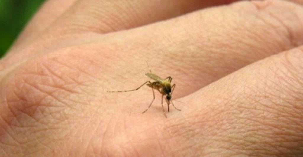 Alerta por el aumento de casos de chikungunya en el NOA argentino y países sudamericanos image