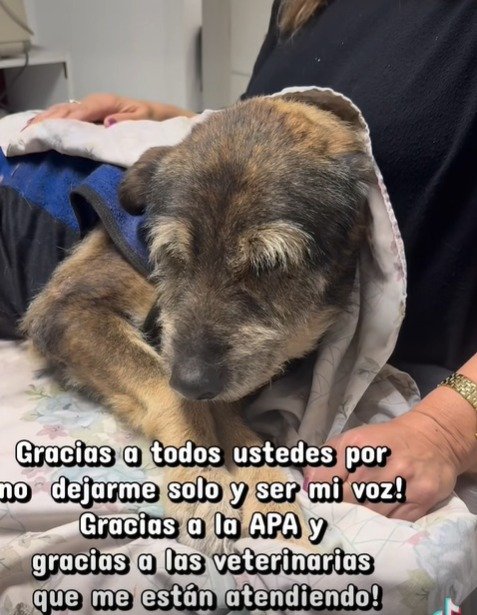“Fue como si hubiese pisado una bolsa de basura”: el desgarrador relato sobre el conductor que atropelló a un perro comunitario WhatsApp Image 2026 05 26 at 9.21.02 AM
