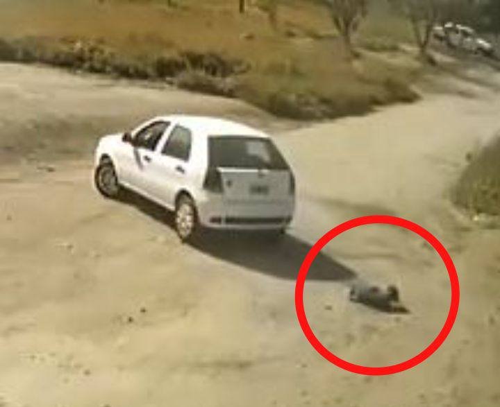 Indignación y justicia: cayó el automovilista acusado de crueldad animal en Capital maltrato animal