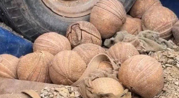 Rescataron 20 quirquinchos “bola“ en situación de alto riesgo en Jujuy quirquincho 6a07060ad5a27