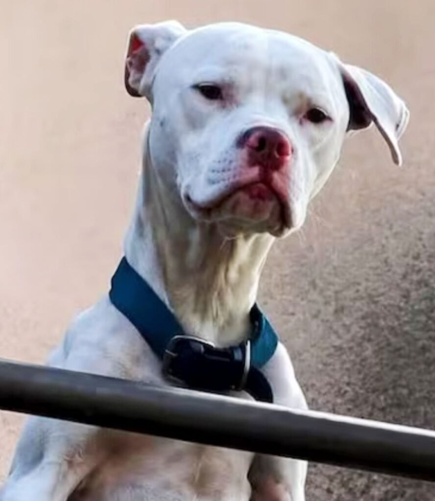 Desnutrido y abandonado: rescataron un perro en la casa de Barrelier 710639110 1398651482294987 7598988880570610232 n