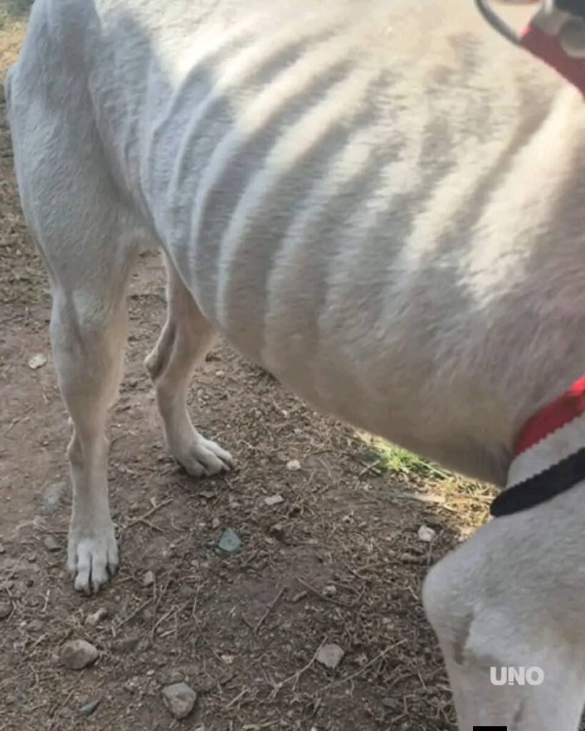 Desnutrido y abandonado: rescataron un perro en la casa de Barrelier 1 714561492 1764172351590339 6459673733113998129 n