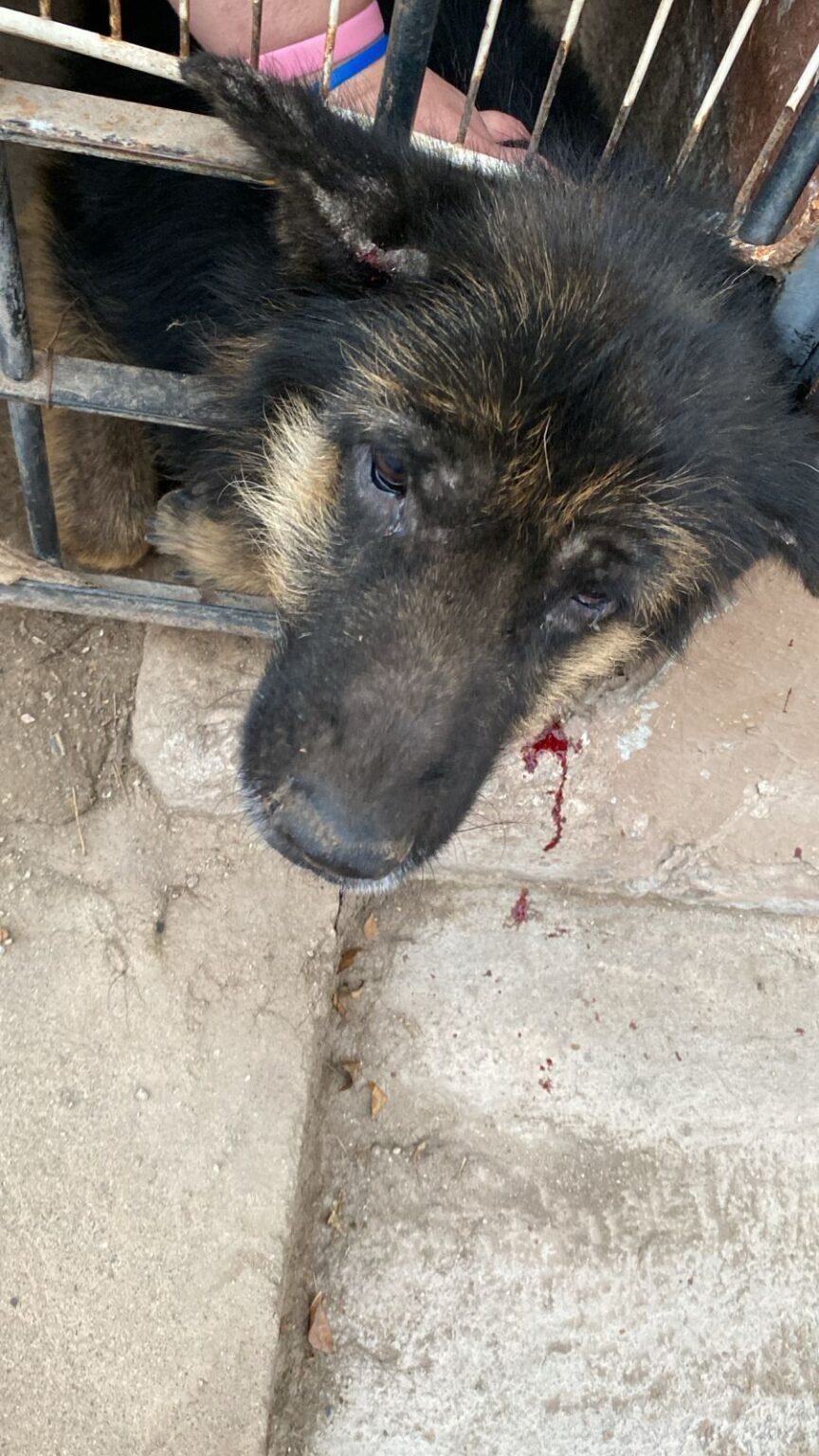 Rescataron a un perro que había quedado atrapado en las rejas de una vivienda WhatsApp Image 2026 06 15 at 7.13.50 PM