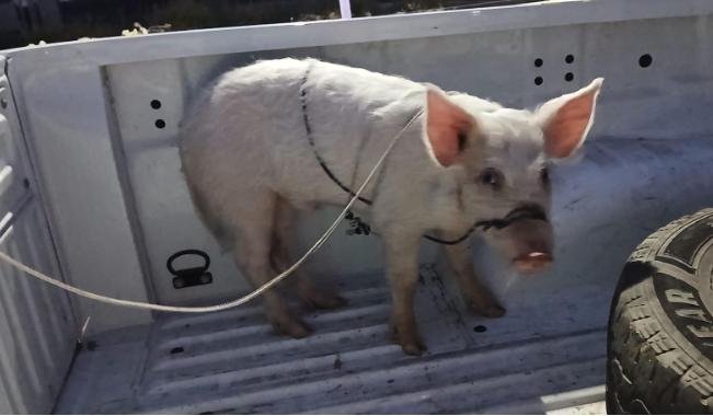 Recuperaron un cerdo robado en el Barrio Eduardo Menem: un demorado WhatsApp Image 2026 06 17 at 10.20.07 AM
