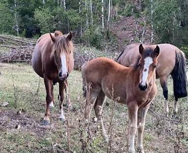 Agrupaciones guachas denuncian un aumento del robo de caballos y aseguran que ya hay más de 15 denuncias radicadas f5d026ed 5aef 4b93 a338 e8c3ed0ce59a