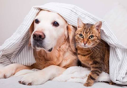 Cómo proteger a perros y gatos del frío: consejos para el hogar y para ayudar a los animales en situación de calle perro