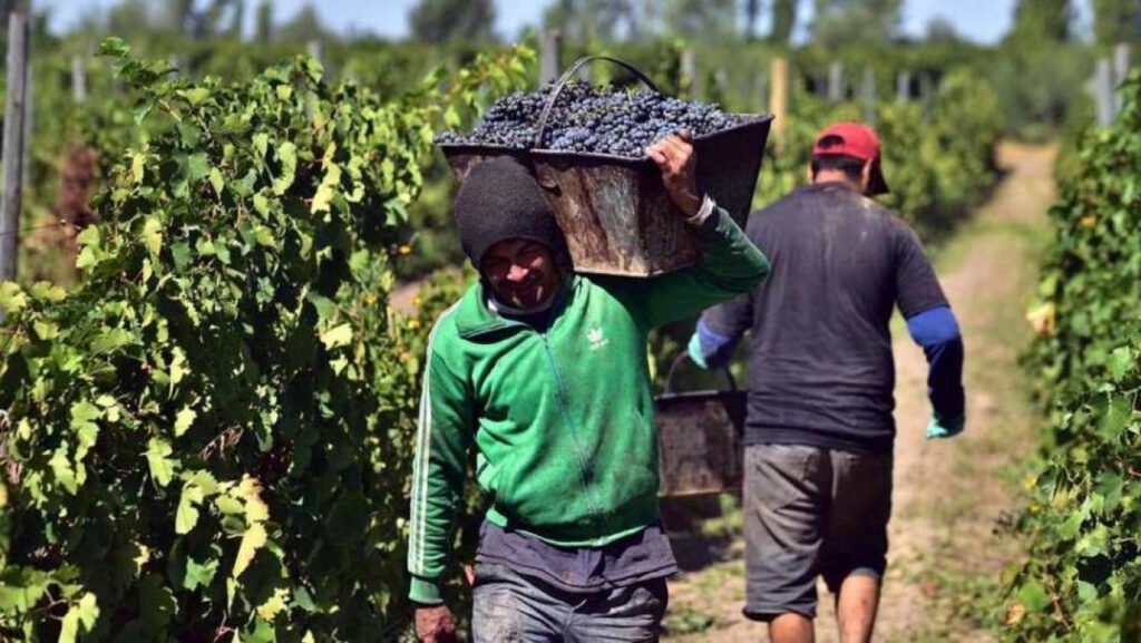 Crisis en el sector vitivinícola: ya hay 52 trabajadores despedidos y alertan por más cierres de fincas en La Rioja viti