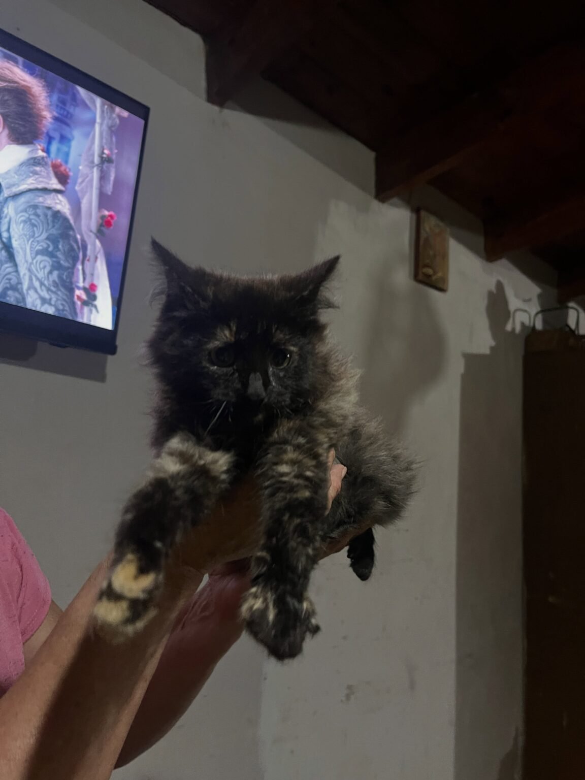 Rescate con éxito: una gatita fue salvada en el Colegio EPET Nº 1 y busca hogar 765215002 18065472557741689 7043788355690196910 n