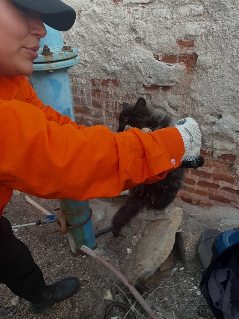 Rescate con éxito: una gatita fue salvada en el Colegio EPET Nº 1 y busca hogar 1 765461380 18065472566741689 3557021863648543067 n 1