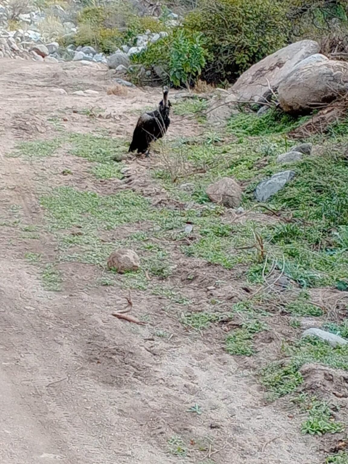 Alerta por un cóndor herido en la zona de Río El Puma, camino al dique de Olta WhatsApp Image 2026 08 01 at 11.48.01 AM 1