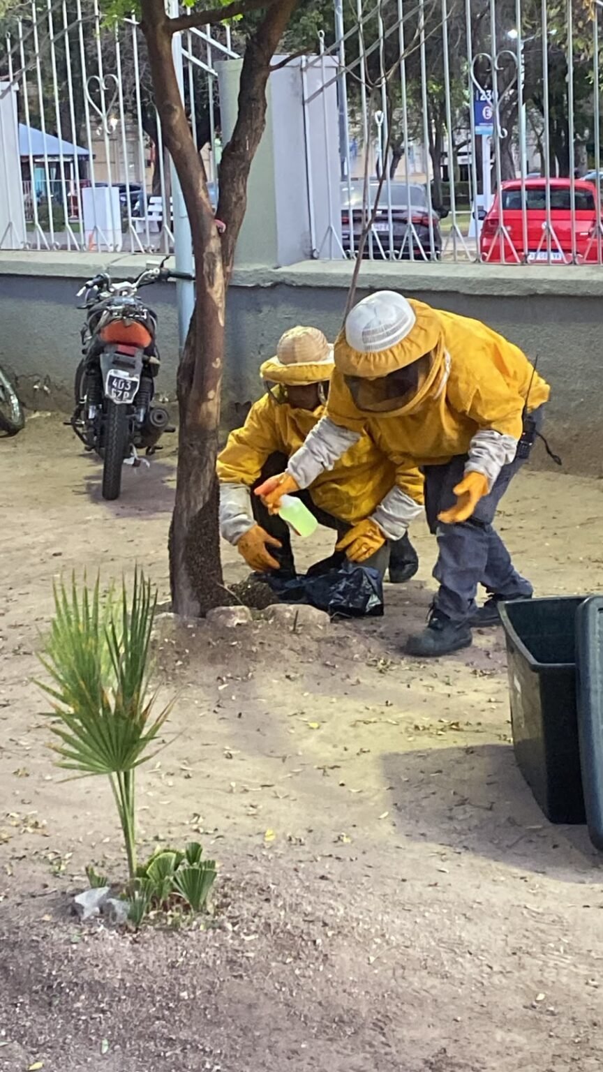 Rescatan con éxito un enjambre de abejas en la Escuela Telechea para preservar la seguridad y la biodiversidad WhatsApp Image 2026 08 03 at 9.42.54 PM