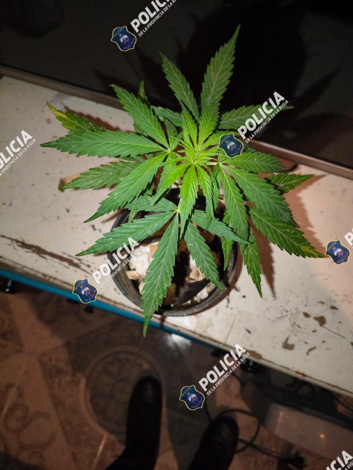 Operativo policial en el barrio Nueva Esperanza: dos detenidos y secuestro de plantas de cannabis WhatsApp Image 2026 08 05 at 9.31.30 AM