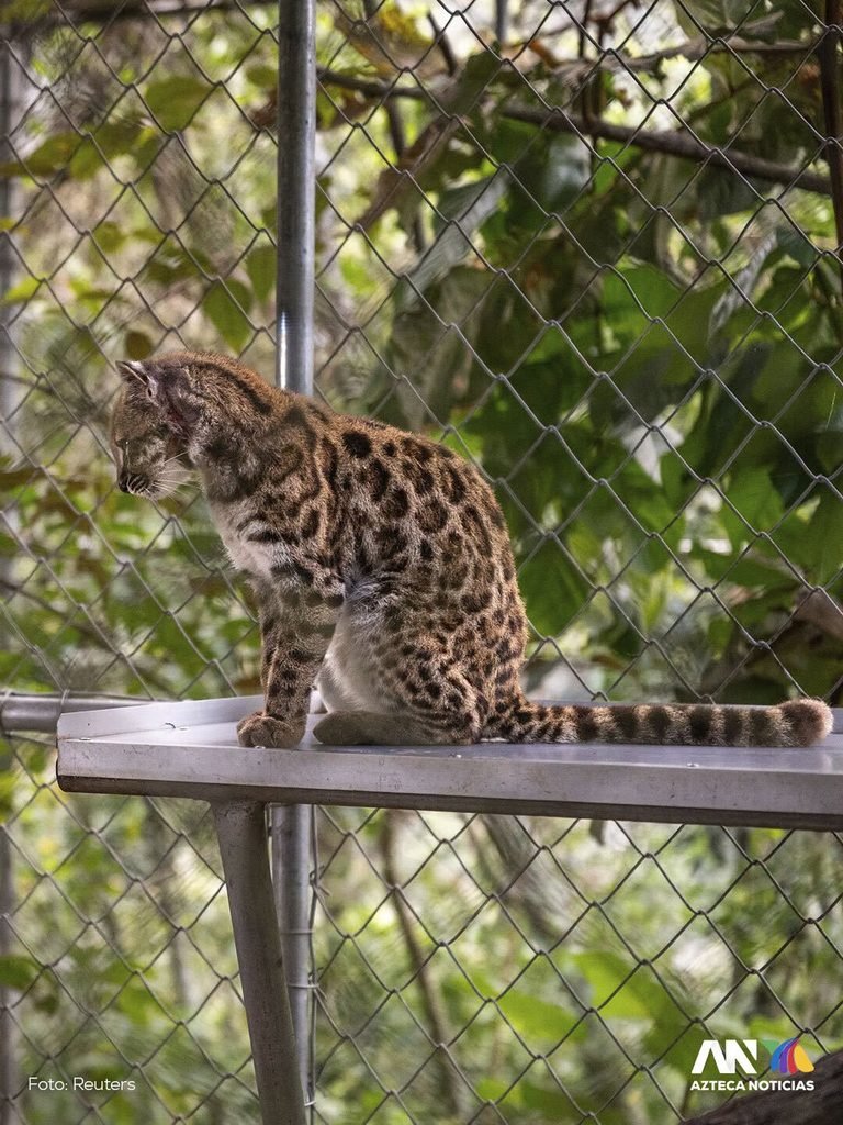 Descubren nueva especie de gato salvaje en Bolivia 1 WhatsApp Image 2026 09 18 at 6.48.47 PM 1 768x1024 1