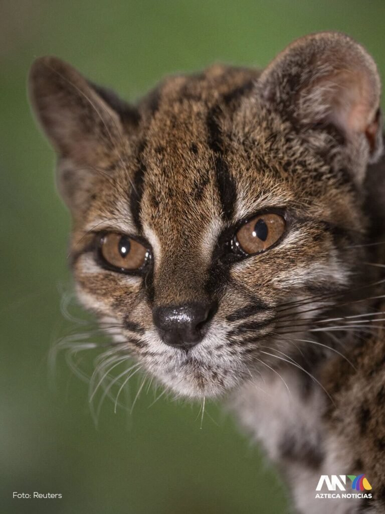 Descubren nueva especie de gato salvaje en Bolivia WhatsApp Image 2026 09 18 at 6.48.47 PM