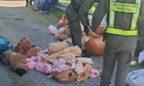 Catamarca: decomisaron marihuana y cocaína escondidas en capibaras de peluche capibaras droga 6a9a9792bce96
