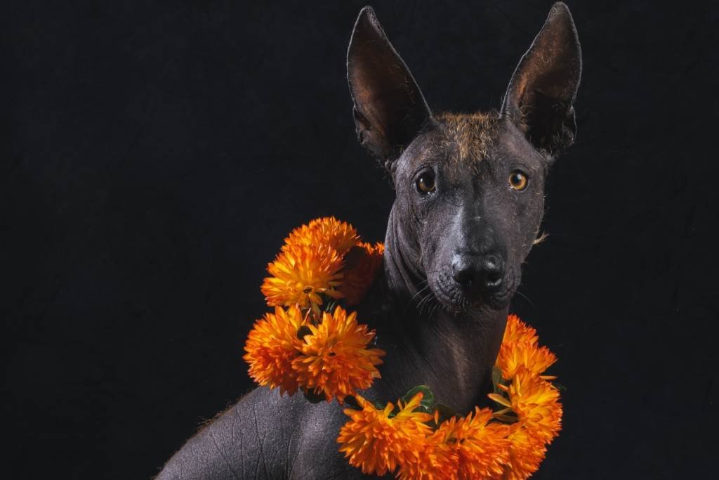 El primer Festival del Perro Xoloitzcuintle llegará al Centro Histórico de CDMX para Día de Muertos primer festival perros xolos centro historico 2026 1024x683 1