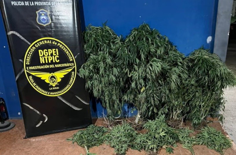 Operativo antidrogas en la zona sur: secuestraron 14 plantas de cannabis y hay un detenido WhatsApp Image 2026 10 08 at 8.46.42 AM